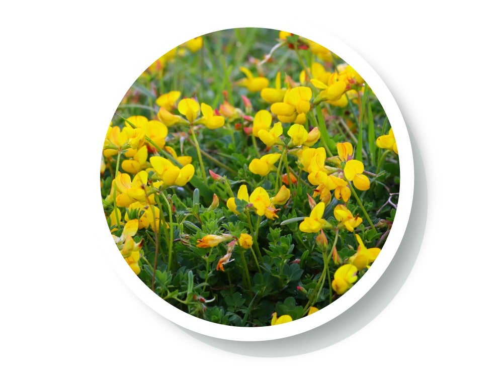 wellspa-landing-science-ingredient1