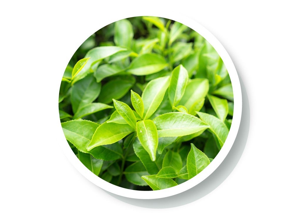 wellspa-landing-science-ingredient4